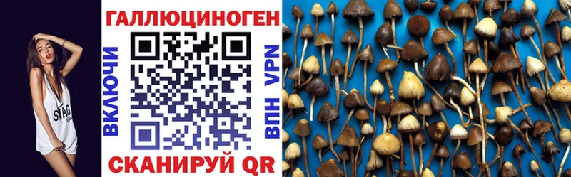 Галлюциногенные грибы Psilocybe Тобольск